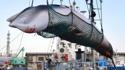 2017年9月,日本北海道的捕鯨船正在卸下一隻小鬚鯨。(AP)