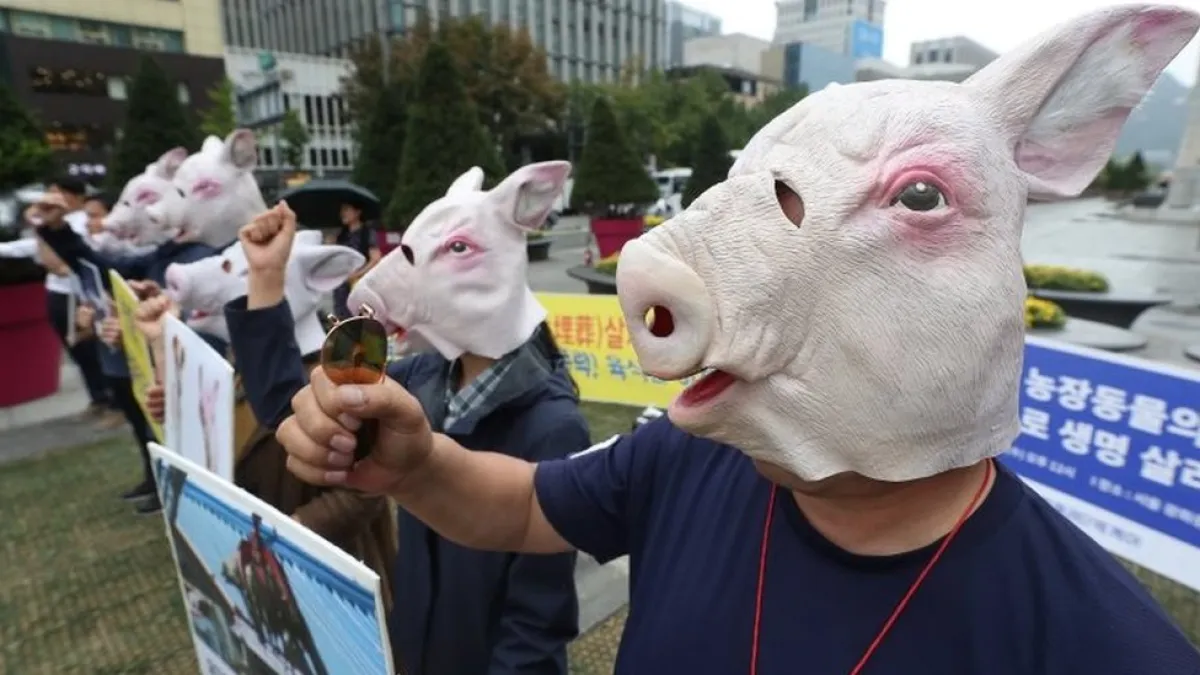 南韓動物權益組織人士抗議大批撲殺生豬。(BBC)