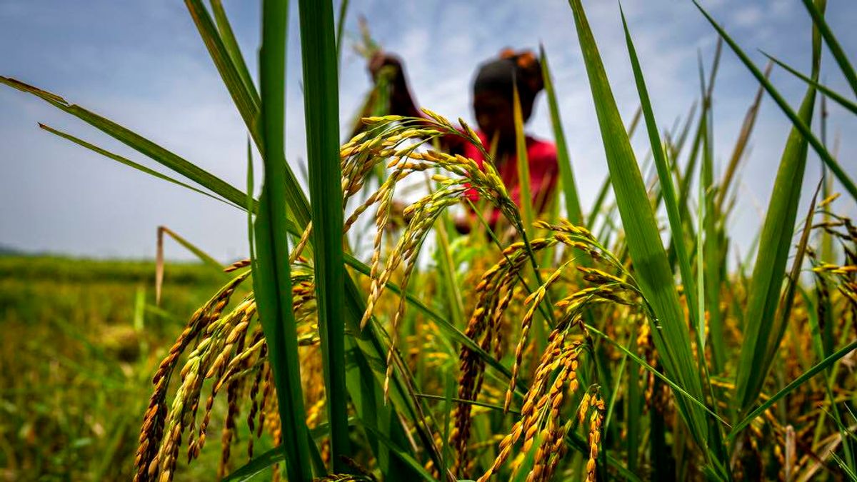 2022年5月23日,印度古瓦哈提的農民正在收割稻田。(美聯社) 2022年5月23日,印度古瓦哈提的農民正在收割稻田。(美聯社)