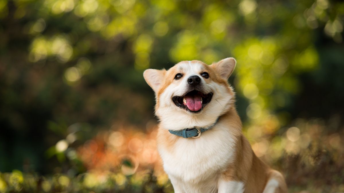 藍委王育敏主張貓狗是寵物也是伴侶,而台灣家貓、家犬高達232萬隻,現行法卻賦予住戶以修改規約方式禁止社區養寵物,因此提議修法。(資料照,取自ama711@flickr) 藍委王育敏主張貓狗是寵物也是伴侶,而台灣家貓、家犬高達232萬隻,現行法卻賦予住戶以修改規約方式禁止社區養寵物,因此提議修法。(資料照,取自ama711@flickr)