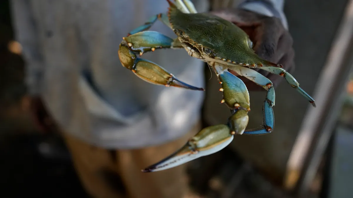 英國政府委託倫敦政經學院進行的一項審查報告出爐,認定章魚、螃蟹和龍蝦等動物,能感知疼痛、創傷與痛苦,並建議勿將其活煮。英國政府11月19日承認這類軟體與甲殼類動物是感知動物。(AP)