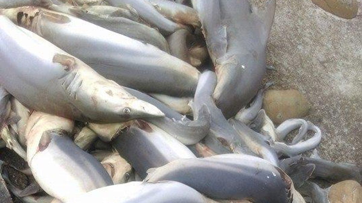 新竹有民眾3日於南寮舊港橋下堤防發現大批魚屍,仔細一看才發現是遭人割掉魚鰭且已經發臭的幼鯊屍體,令人覺得不忍。(取自臉書爆料公社) 新竹有民眾3日於南寮舊港橋下堤防發現大批魚屍,仔細一看才發現是遭人割掉魚鰭且已經發臭的幼鯊屍體,令人覺得不忍。(取自臉書爆料公社)