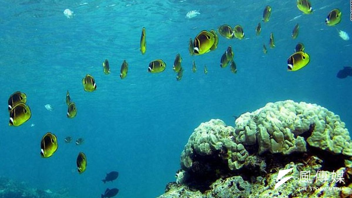 近期多份海洋研究報告指出,海洋現況已逼近類似「生態滅絕」的境地(取自網路) 近期多份海洋研究報告指出,海洋現況已逼近類似「生態滅絕」的境地(取自網路)