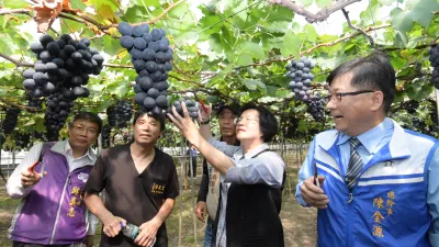 彰化縣長王惠美到溪湖了解早春葡萄生產情形。(圖/彰化縣政府提供)