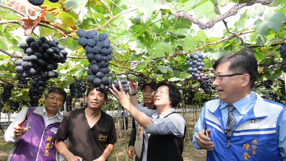 彰化縣長王惠美到溪湖了解早春葡萄生產情形。(圖/彰化縣政府提供) 彰化縣長王惠美到溪湖了解早春葡萄生產情形。(圖/彰化縣政府提供)