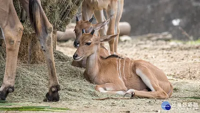阿嬤獨力撫養羚羊寶寶 意外多了奶媽來幫忙
