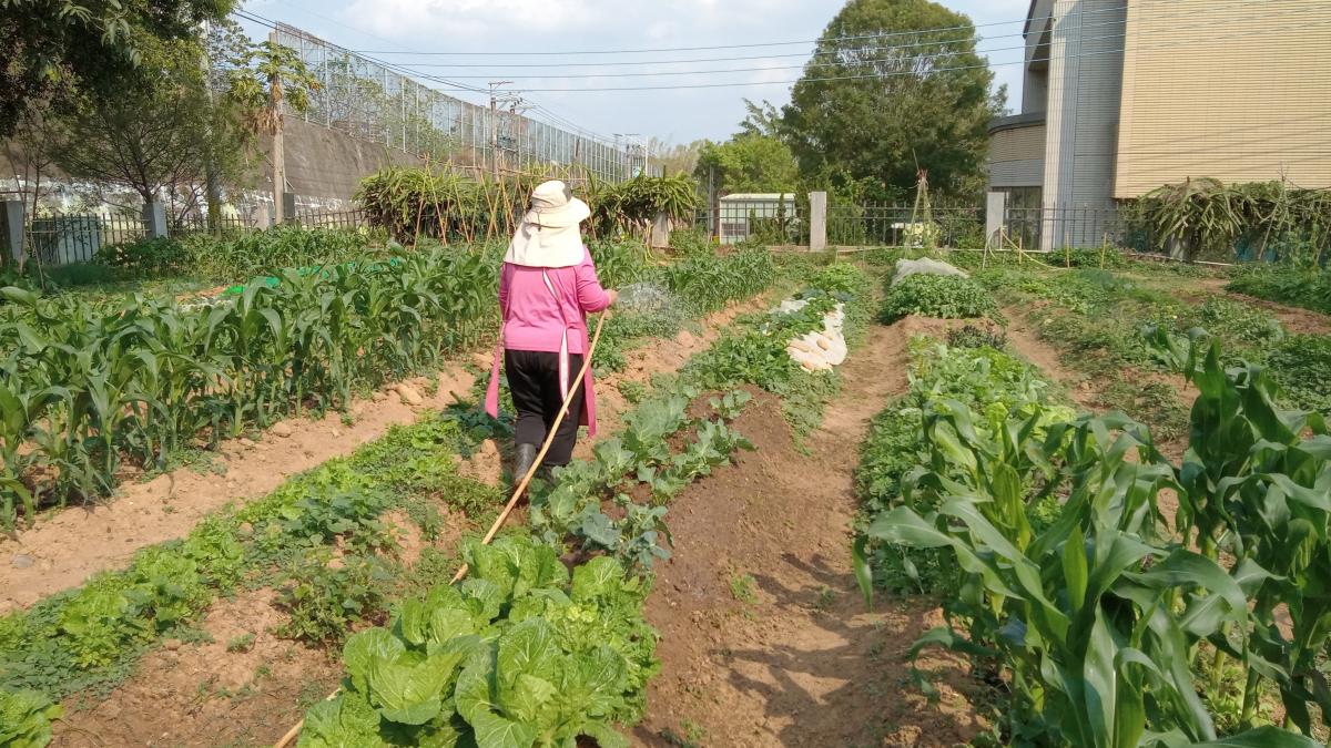 中市環保農園即日起開放報名 抽30名幸運兒免費耕種5個月