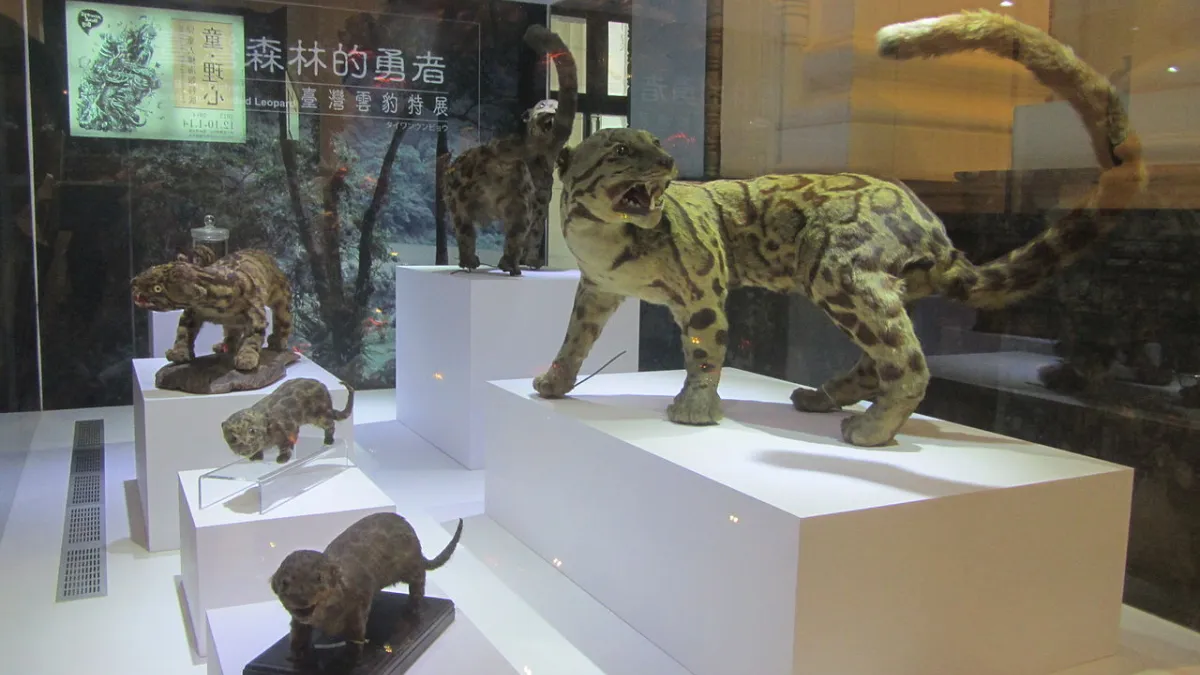 花蓮林務局瑞穗生態館在農曆年假結束開館日時,發現門把上掛了一只紅色塑膠袋,打開一看竟是一張完整雲豹皮毛。圖為國立臺灣博物館內的台灣雲豹標本。 (取自網路)