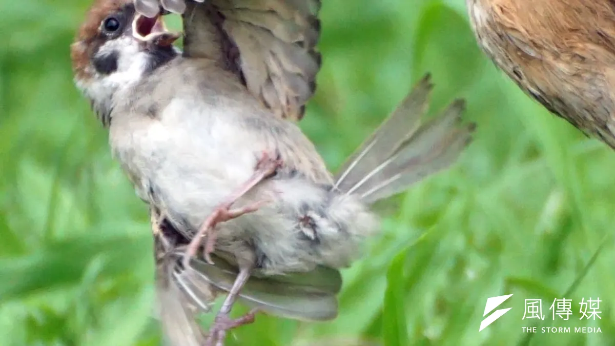 禽流感傳染方式仍是「禽傳禽」,務必防範禽流感演變成「禽傳人」。(資料照,蘇仲泓攝) 禽流感傳染方式仍是「禽傳禽」,務必防範禽流感演變成「禽傳人」。(資料照,蘇仲泓攝)