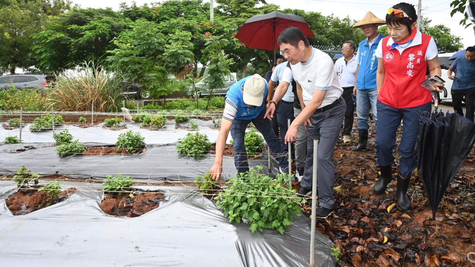 苗栗杭菊受連續降雨災損嚴重 鍾東錦實勘受災杭菊田