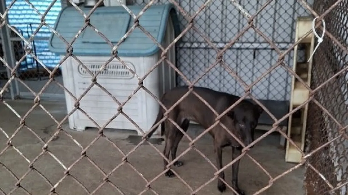 為提升縣內民間愛心狗場的飼養品質,避免不當收容,苗栗縣動保所持續推動輔導與管理。(圖/苗栗縣政府)