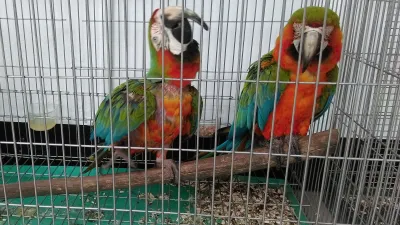 金剛鸚鵡銷贓無路 犯嫌向警方投案