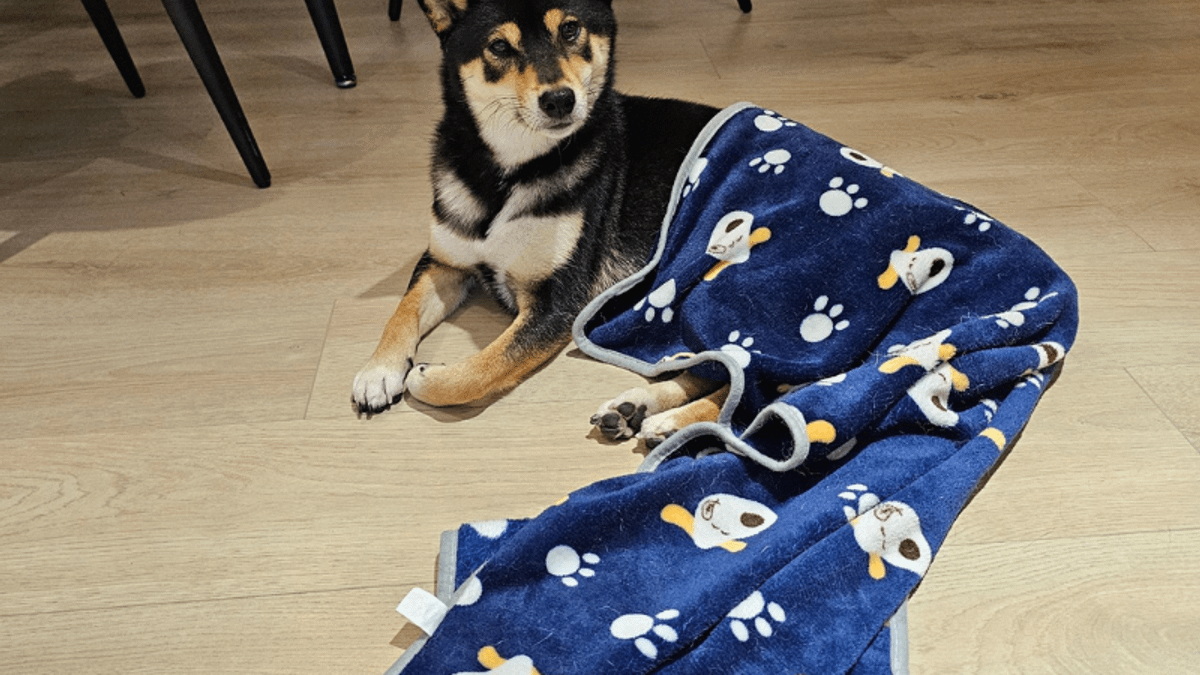 補助對象為年滿18歲設籍台東縣之飼主且犬貓限混種,補助金額為公犬貓每隻補助新台幣800元,母犬貓每隻補助新台幣1600元,經費上限為新台幣300萬元。(資料照/洪煜勛攝) 補助對象為年滿18歲設籍台東縣之飼主且犬貓限混種,補助金額為公犬貓每隻補助新台幣800元,母犬貓每隻補助新台幣1600元,經費上限為新台幣300萬元。(資料照/洪煜勛攝)