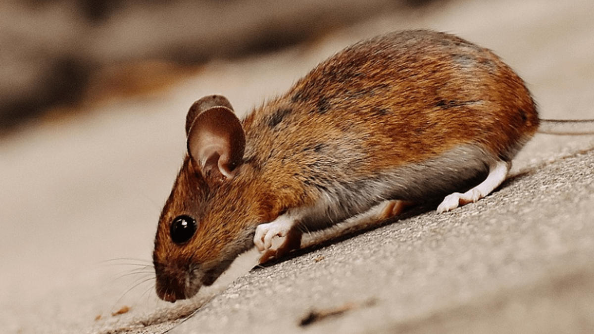 入住飯店睡到一半驚見老鼠!(圖/示意圖/翻攝自Pixabay) 入住飯店睡到一半驚見老鼠!(圖/示意圖/翻攝自Pixabay)