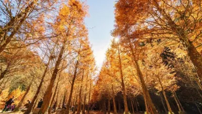 下次去南投不要再只去清境農場了,杉林溪生態園區一年四季都有絕美風景等著你去探索!(圖 / IG @windcv)