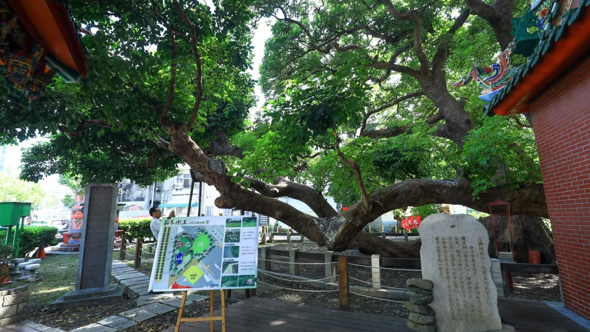 搶救千年茄苳樹王 中市規劃打造文化生態公園