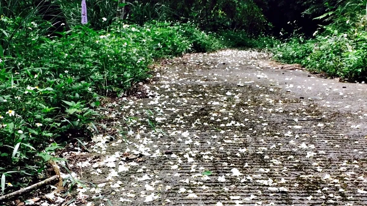 關西八寮古道踏查 探尋百年歷史遺跡