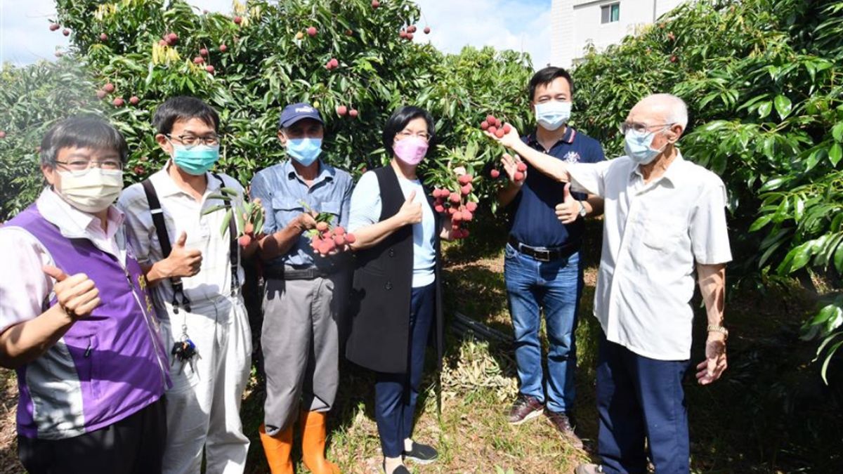 彰化縣長王惠美關心縣產荔枝產銷情形,17日前往芬園鄉訪查荔枝園,推廣正值採收的罕見品種-玫瑰紅荔枝。(圖/彰化縣政府) 彰化縣長王惠美關心縣產荔枝產銷情形,17日前往芬園鄉訪查荔枝園,推廣正值採收的罕見品種-玫瑰紅荔枝。(圖/彰化縣政府)