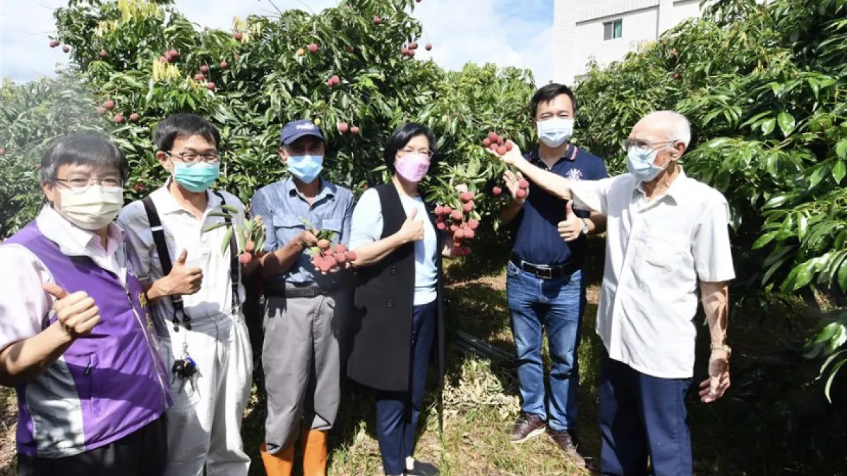 彰化縣長王惠美關心縣產荔枝產銷情形,17日前往芬園鄉訪查荔枝園,推廣正值採收的罕見品種-玫瑰紅荔枝。(圖/彰化縣政府)