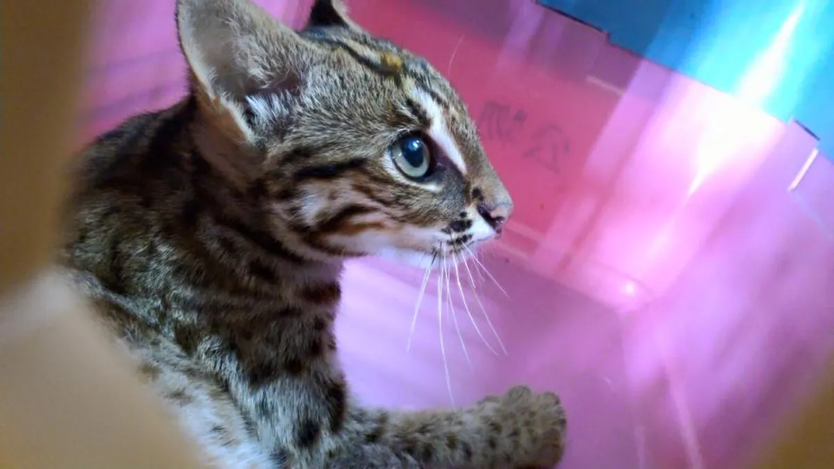 一級保育類石虎,在學者以照相點位、活動範圍及可居棲地大小計算後,推估全台僅剩約500隻,族群分布又以苗栗為主。示意圖。(資料照,取自林佳龍臉書) 一級保育類石虎,在學者以照相點位、活動範圍及可居棲地大小計算後,推估全台僅剩約500隻,族群分布又以苗栗為主。示意圖。(資料照,取自林佳龍臉書)