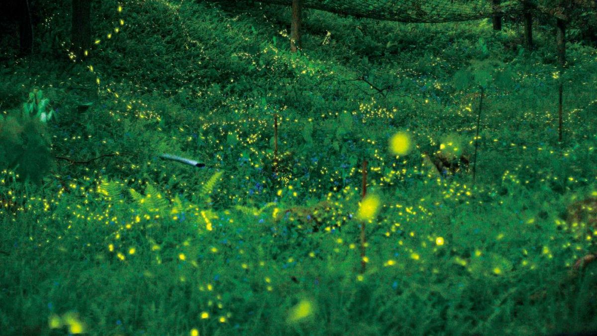 迎台中賞螢季 各區賞螢活動同步展開 迎台中賞螢季 各區賞螢活動同步展開