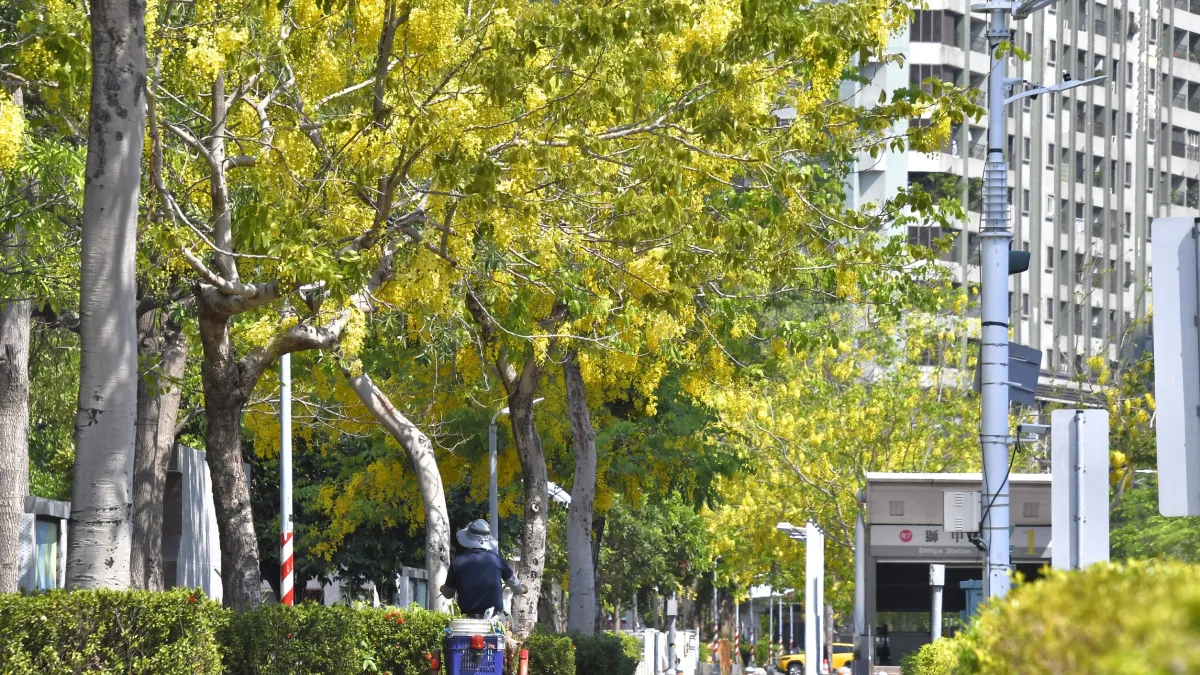 從獅甲捷運站一出站,成片阿勃勒花海映入眼簾。(圖/高雄市工務局提供)