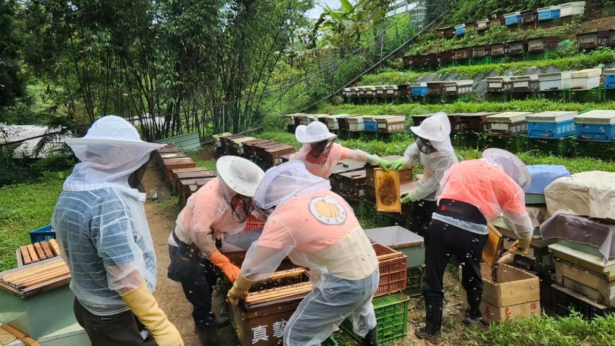 世界級純淨好蜜!新北平溪紫東「紅淡蜜」獲國際iTi大獎