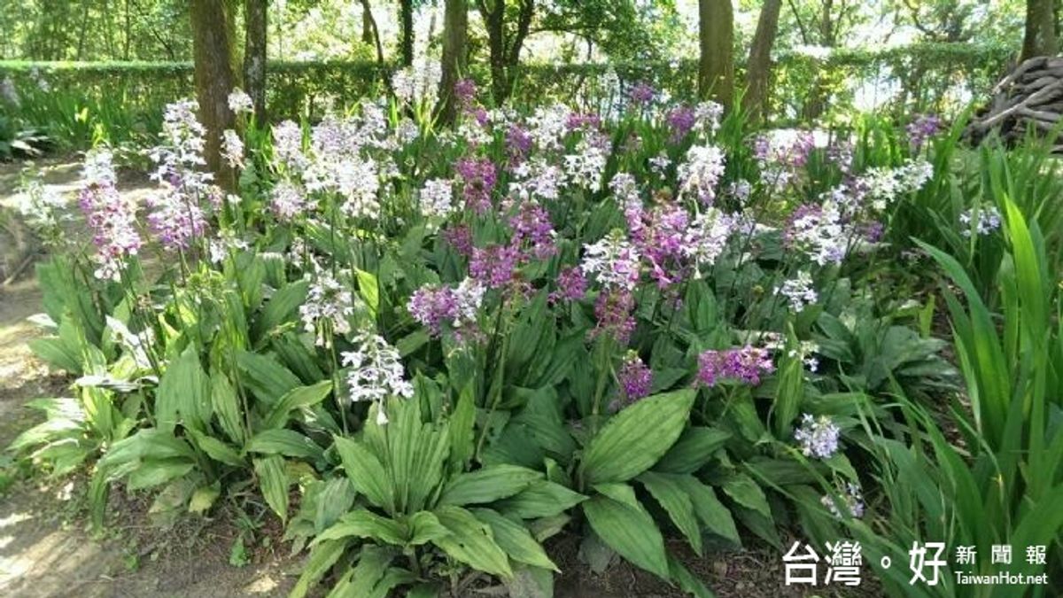角板山行館「根節蘭展」 遊北橫尋訪可愛花精靈 角板山行館「根節蘭展」 遊北橫尋訪可愛花精靈