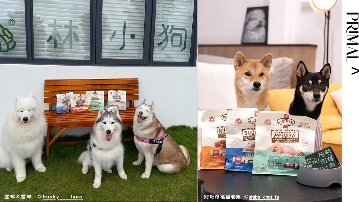 人氣毛孩齊聚宜蘭「林小狗精品旅店」試吃派莫凍乾主食磚,大口享受旅程中的超滿足美味。(圖/翻攝自盧娜&雪球、財哥跟福福老弟IG)