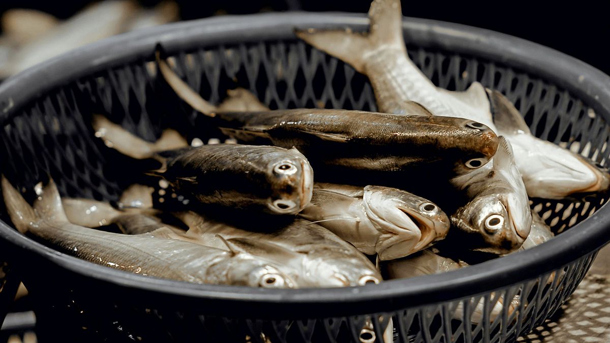 全聯鯛魚恩氟喹啉羧酸超標!哪些養殖魚最易中招?禁用藥煮熟不會散?買魚1疏忽恐致癌