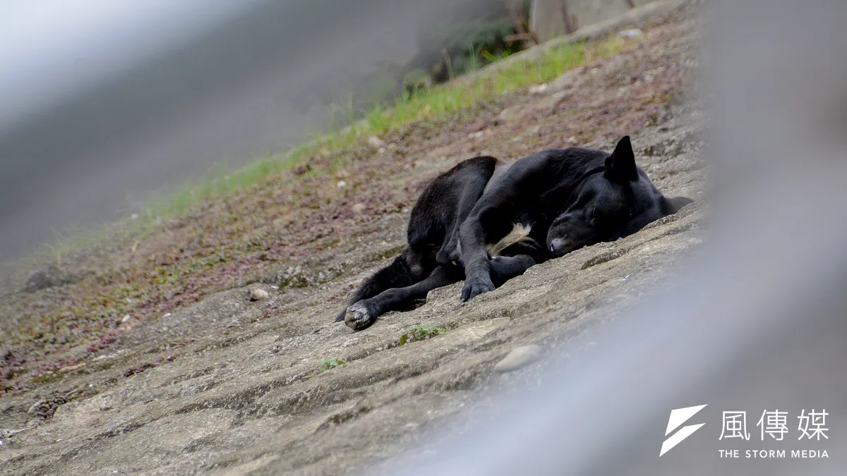 作者指出,現行動保法對於遊蕩(流浪)動物的保護事實上相當不足,以致相關行政單位處理流浪動物時,無法實際解決流浪動物及落實保護。(示意圖/陳明仁攝)