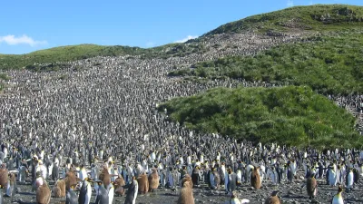 英屬南喬治亞島2006年的國王企鵝。(Pismire @ Wikipedia / CC BY-SA 3.0)