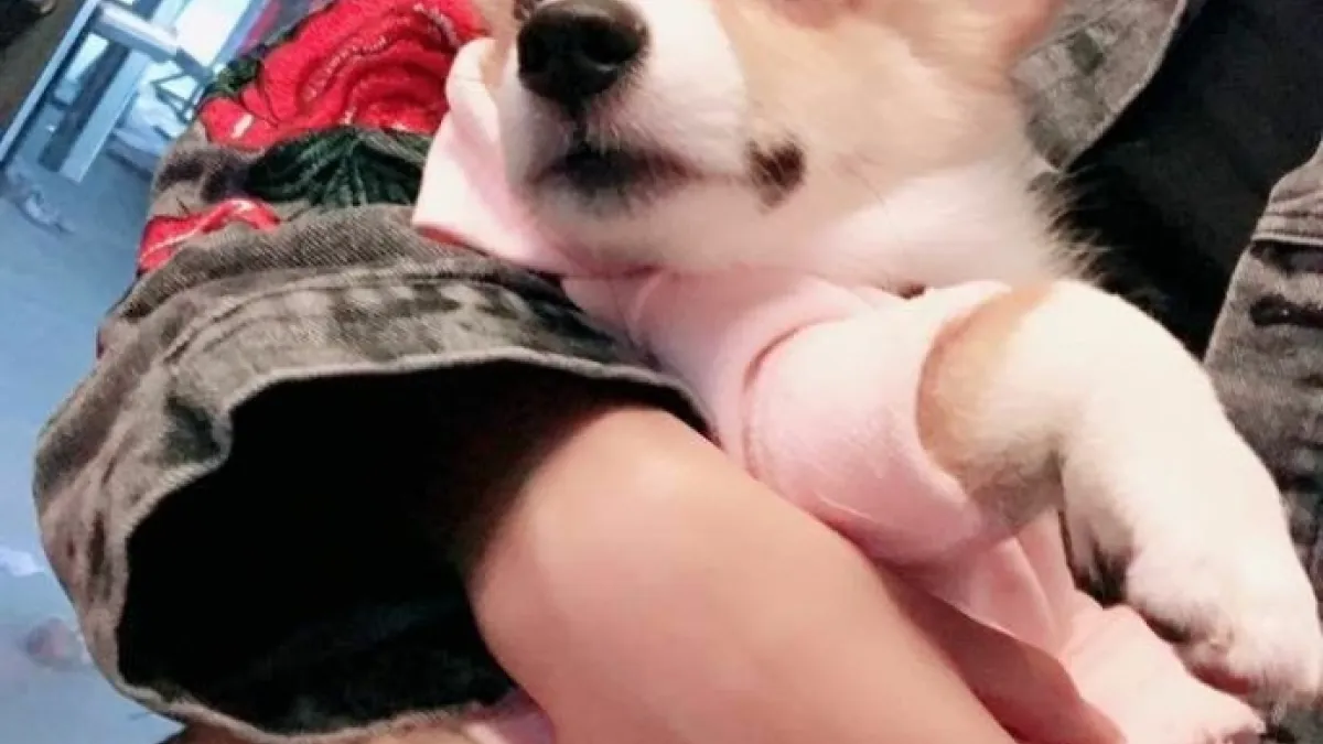 小吳的柯基犬「lion」。(取自微博)