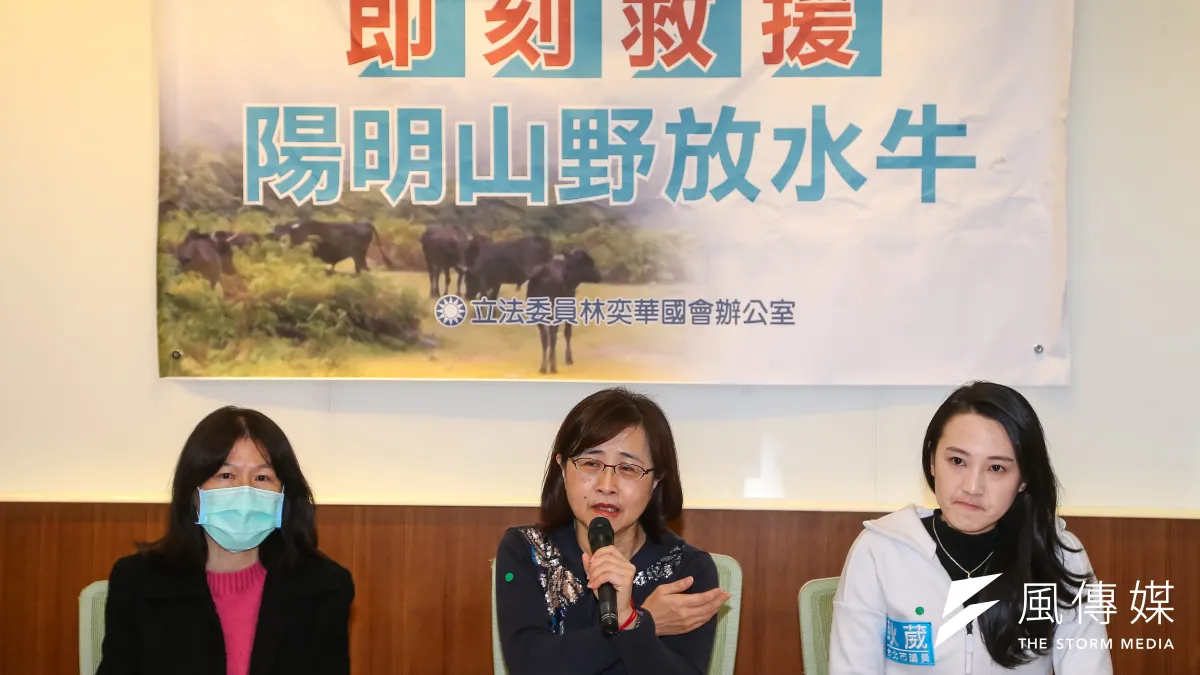 國民黨立委林奕華(中)、台北市議員耿葳(右)23日召開「即刻救援陽明山野放水牛」記者會。(顏麟宇攝)