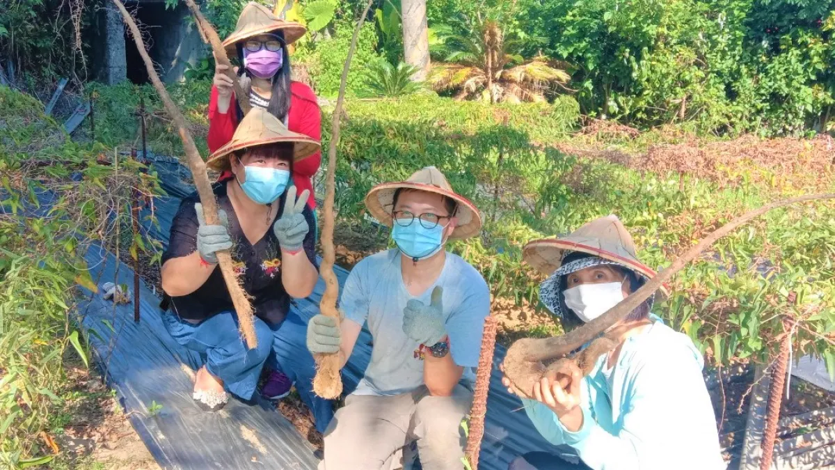 新北山藥產季到,歡迎民眾到產地挖掘山藥流流汗。(圖/新北市農業局提供)