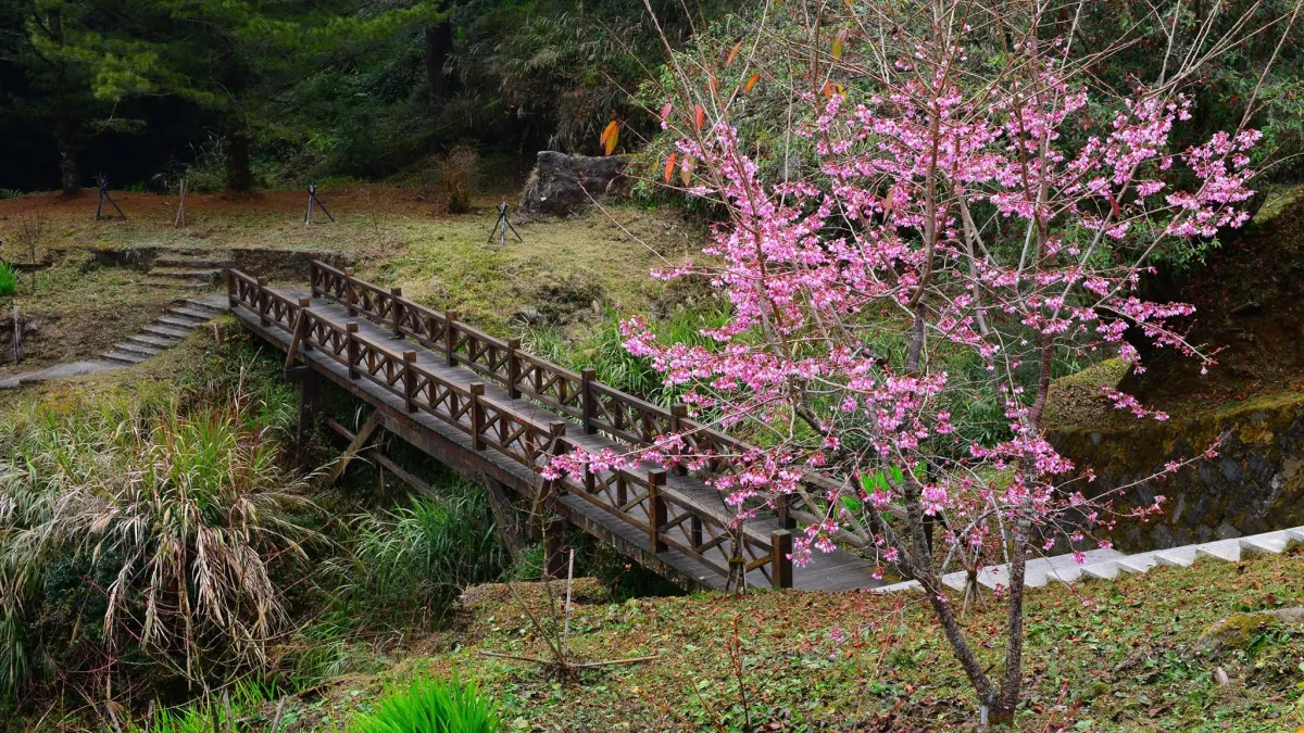 阿里山花季將登場 邀志工一起來淨山