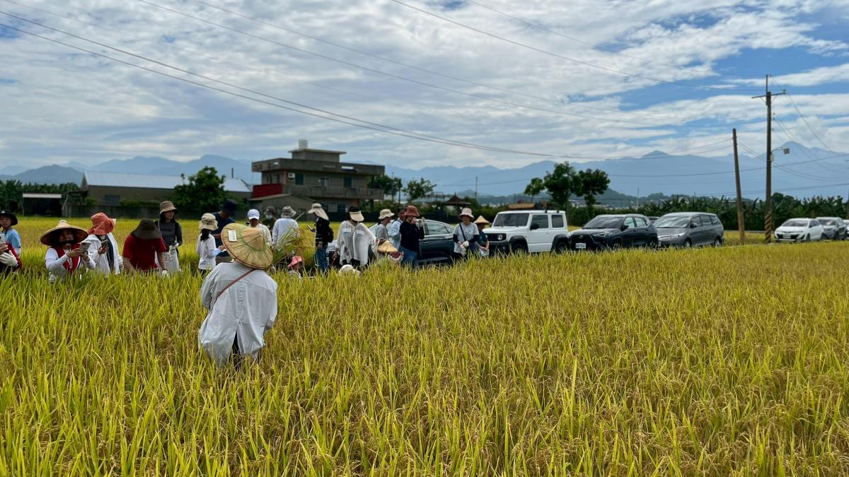 高雄客家米食節暖身開跑!美濃食農小旅行8/1登場 邀親子循米香探索客庄