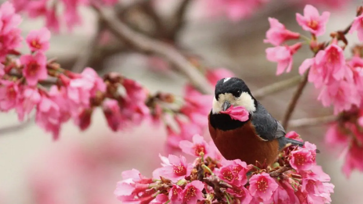 森林遊樂區打卡按讚 送你自然生態明信片 森林遊樂區打卡按讚 送你自然生態明信片