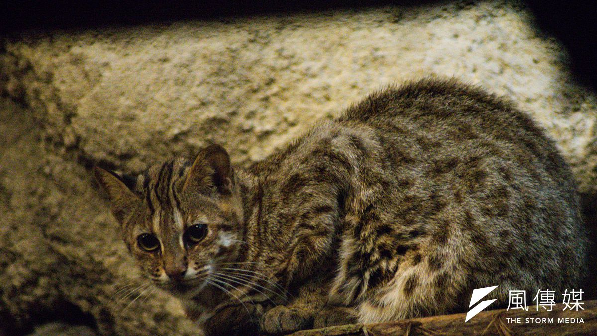 一隻母石虎跌落南投山區蓄水池獲救,但可能受困多天未進食,體重只有1.7公斤。圖為台北市立動物園的石虎。(資料照,甘岱民攝) 一隻母石虎跌落南投山區蓄水池獲救,但可能受困多天未進食,體重只有1.7公斤。圖為台北市立動物園的石虎。(資料照,甘岱民攝)