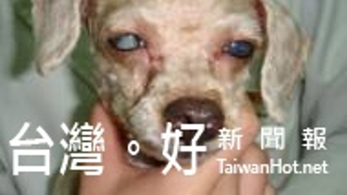 監控血糖注意體重 毛寶貝也會得糖尿病 監控血糖注意體重 毛寶貝也會得糖尿病