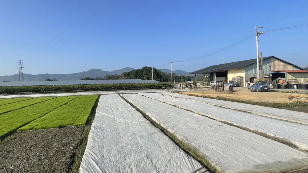 農民於水稻秧苗利用不織布或塑膠布覆蓋以防寒。(圖/高市農業局提供)