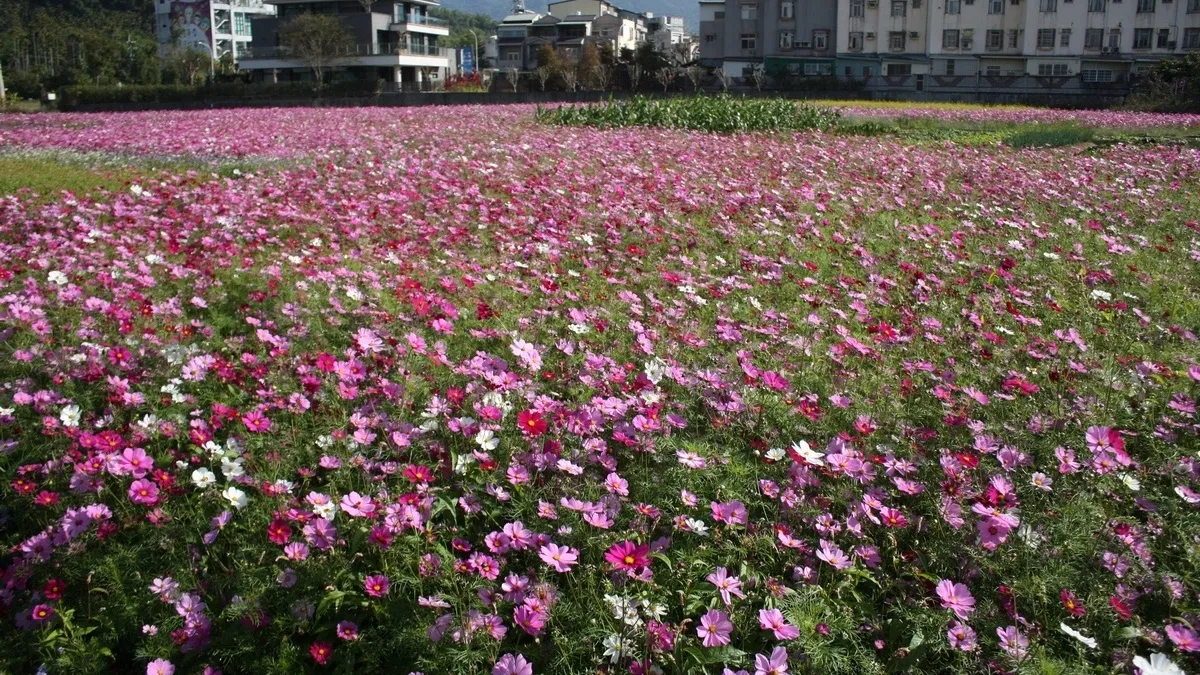 逛燈會、賞波斯菊花海 集集小鎮處處皆美景