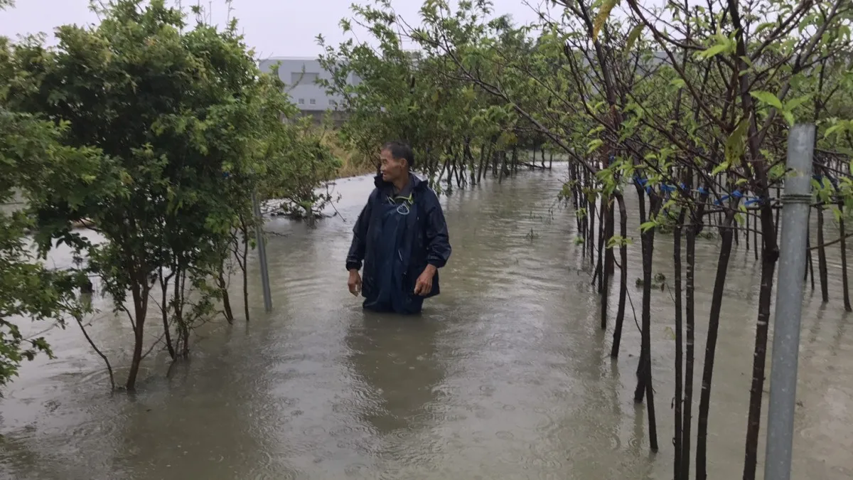 神農獎得主不敵海棠雨狂炸 3萬株櫻花慘遭滅頂