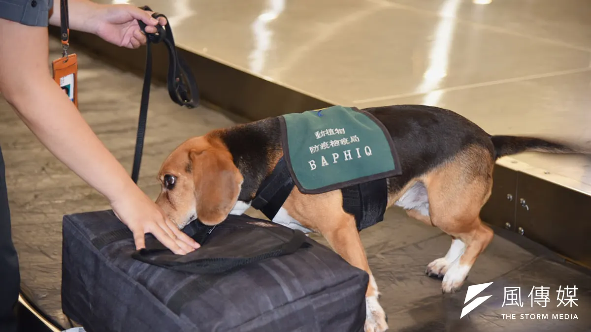 檢疫犬是防檢局防止非洲豬瘟入台的祕密武器,勤奮值班各種旅客都遇過。(農委會提供)