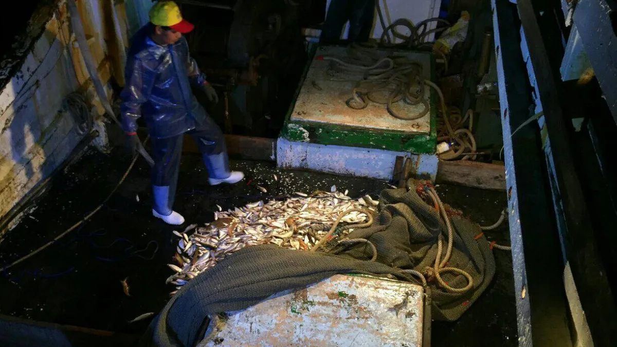 布袋外海2漁船違規拖網 小魚被製成飼料