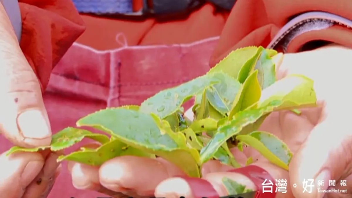 耗時、費工又累人 有機茶認證超辛苦! 耗時、費工又累人 有機茶認證超辛苦!