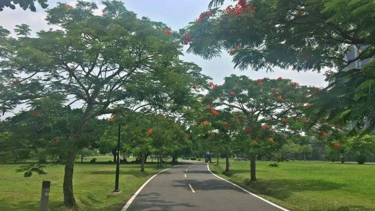 鳳凰木打造的河濱自行車道,美景絕不遜於國外花海樹海。(圖/新北市政府水利局提供)