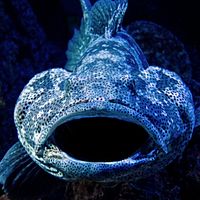 韓国の漁師が今年5回目となる朝鮮海峡での巨大イシナギの捕獲に成功した。写真はイシナギで、本文とは関係ない。(イメージ写真/Unsplash) 韓国の漁師が今年5回目となる朝鮮海峡での巨大イシナギの捕獲に成功した。写真はイシナギで、本文とは関係ない。(イメージ写真/Unsplash)