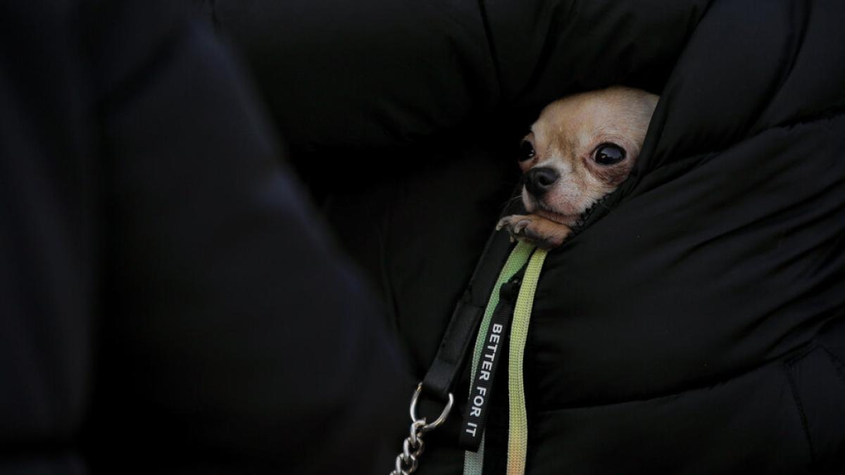 遭到鋸牙斷尾的幼犬,與重慶數百人的暗夜抗爭:中國《反虐待動物法》為何難產?