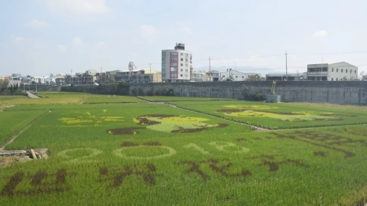宣傳國際花博 大甲稻米彩繪吸引遊客駐足